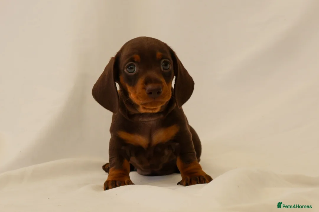 Miniature Dachshund dogs for sale: KC HEALTH TESTED MINIATURE DACHSHUNDS- LICENSED  - Advert 2