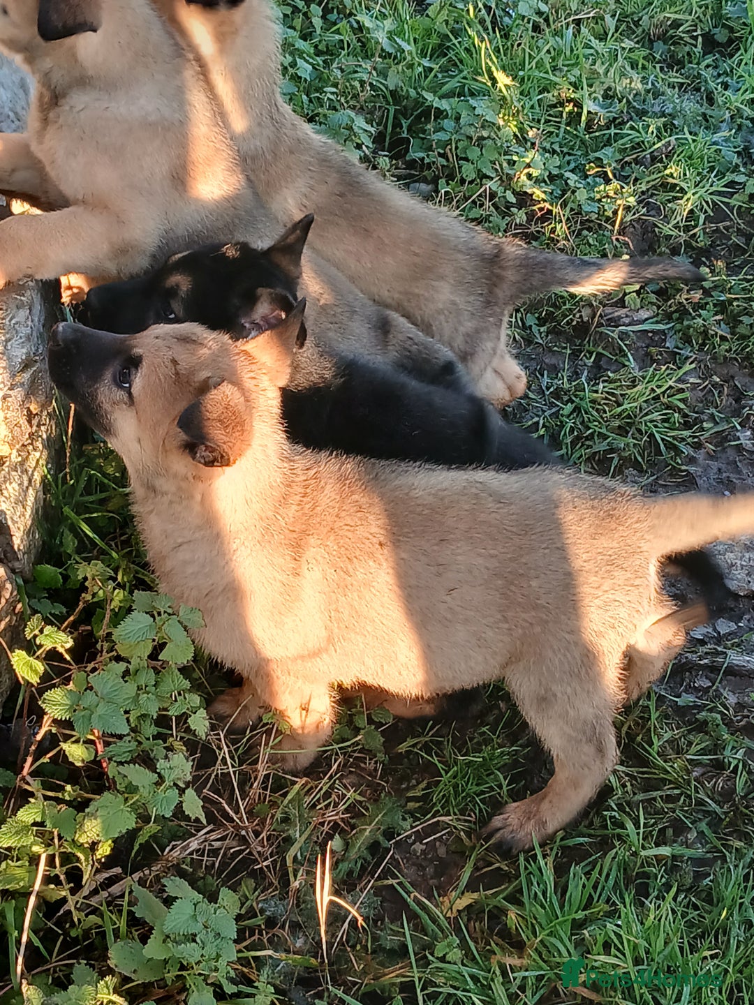 Mixed Breed dogs for sale: Belgium Malinois x  - Advert 6