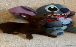 Mixed Breed dogs for sale: Chihuahua x  - Image 24