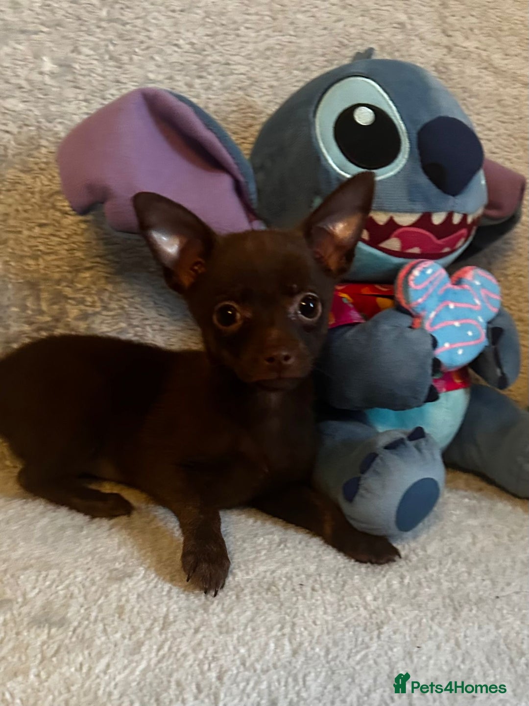 Mixed Breed dogs for sale: Chihuahua x  - Image 24
