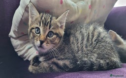 Mixed Breed cats for sale: Mixed breed, both female, ready to go now! - Image 9