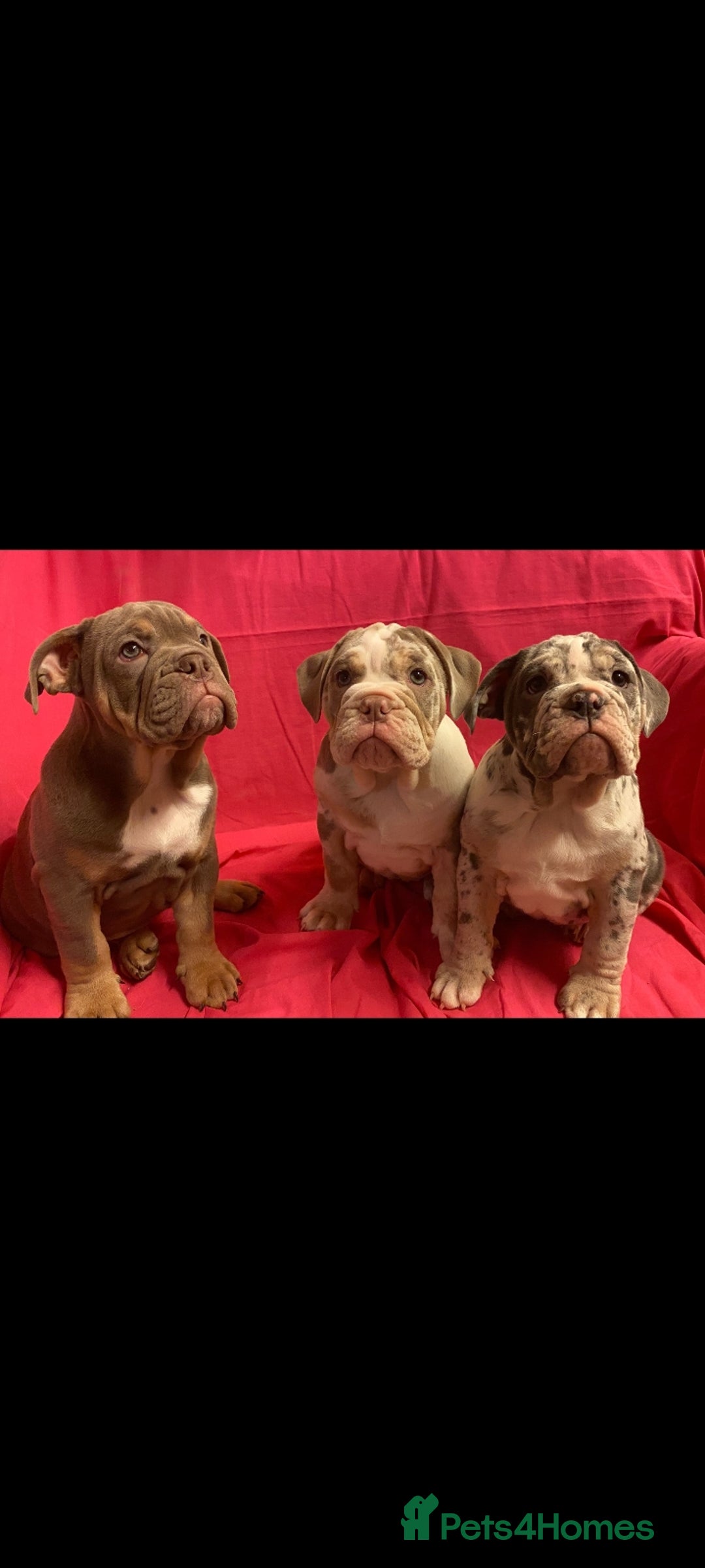 Mixed Breed dogs for sale: F1 olde English bulldog - Advert 24