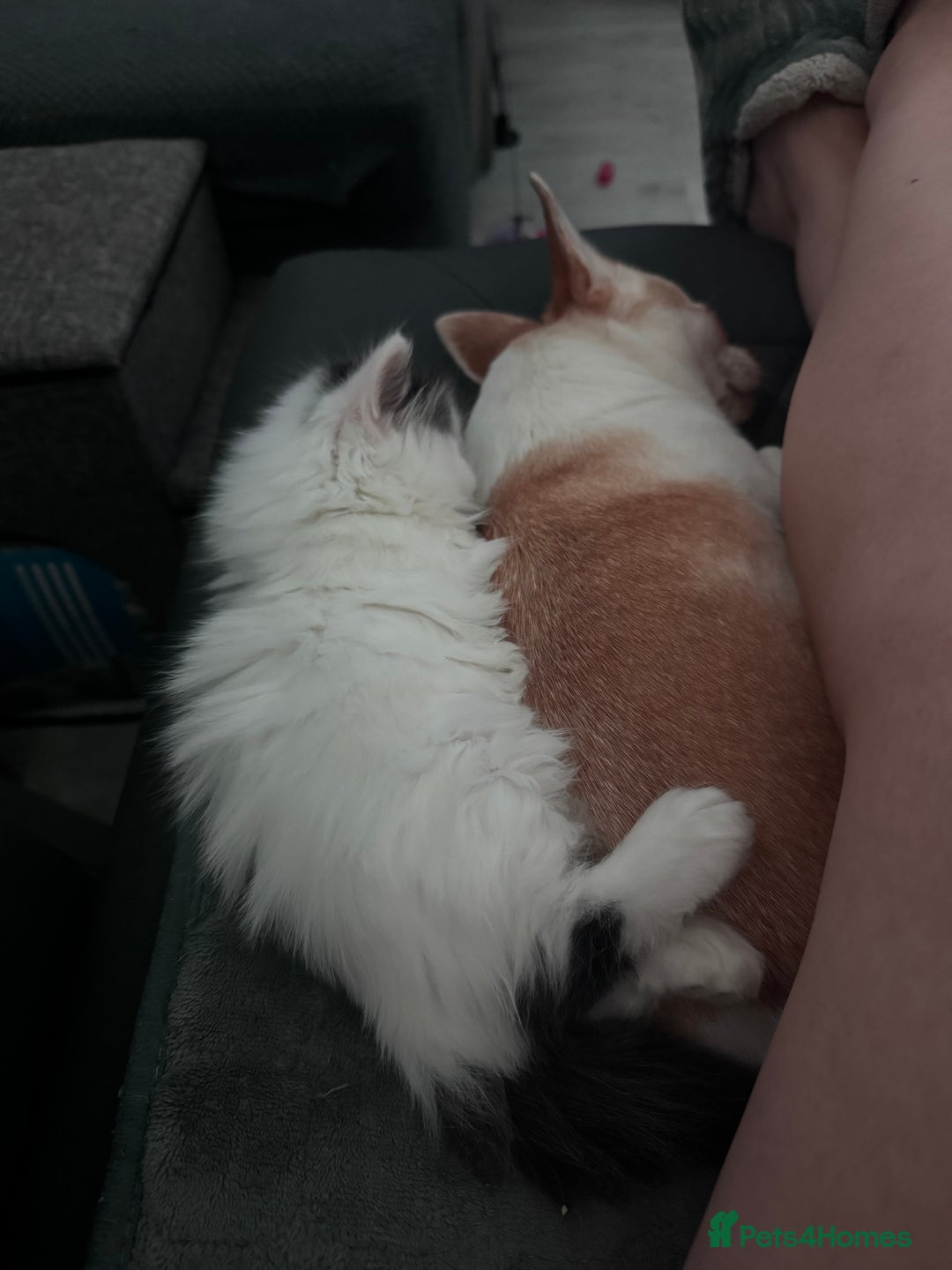 Persian cats for sale: Persian x kittens - Image 12