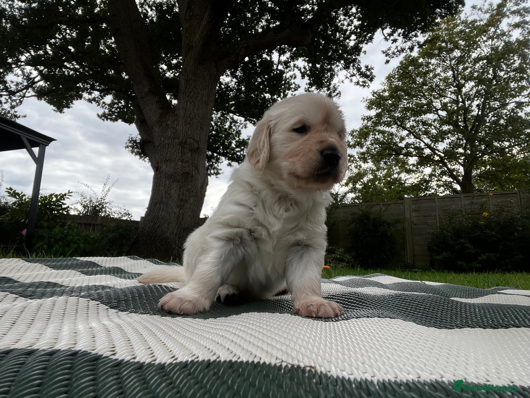 Golden Retriever dogs for sale: 3 beautiful Golden Retriever puppies  - Image 2