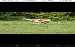 Lurcher dogs for sale: 17 month old lurcher  - Image 8