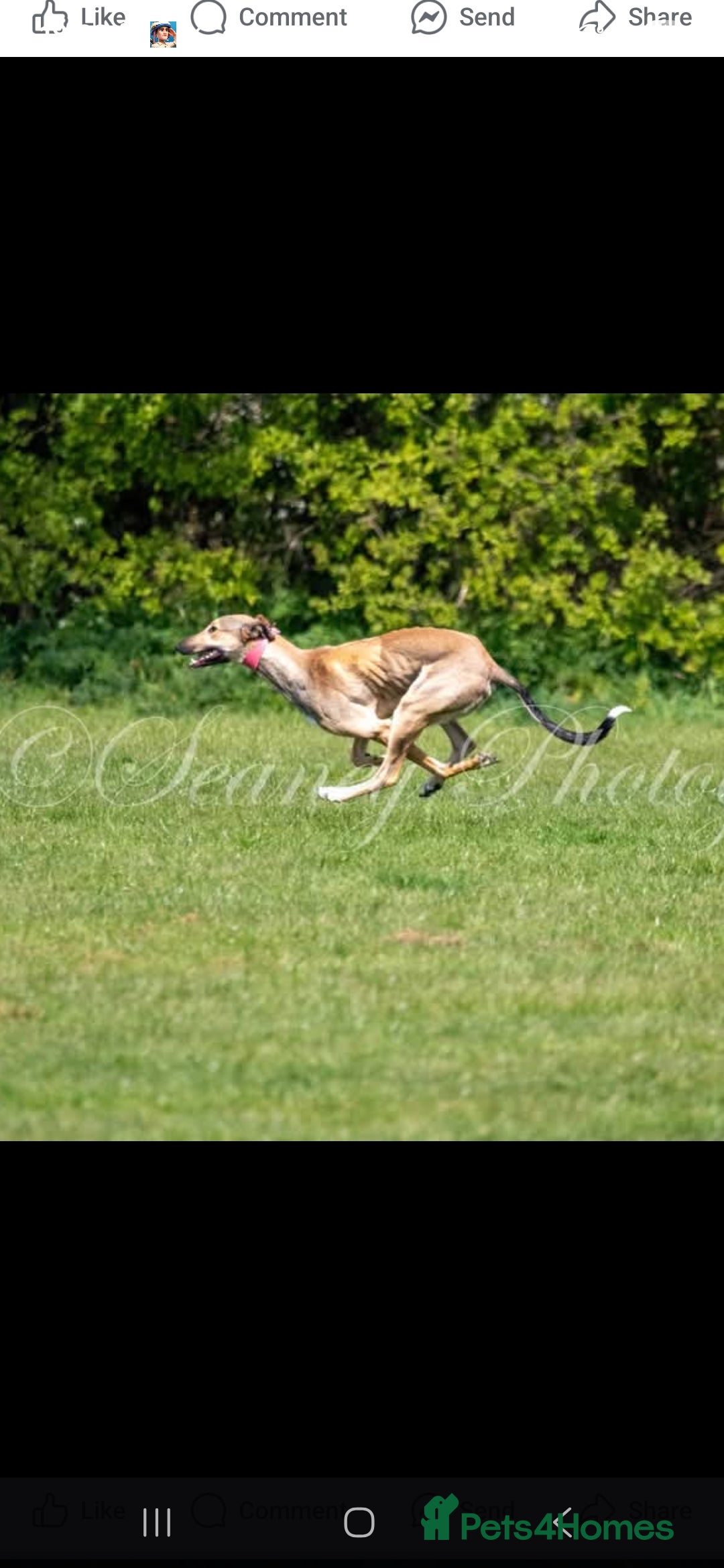 Lurcher dogs for sale: 17 month old lurcher  - Image 8