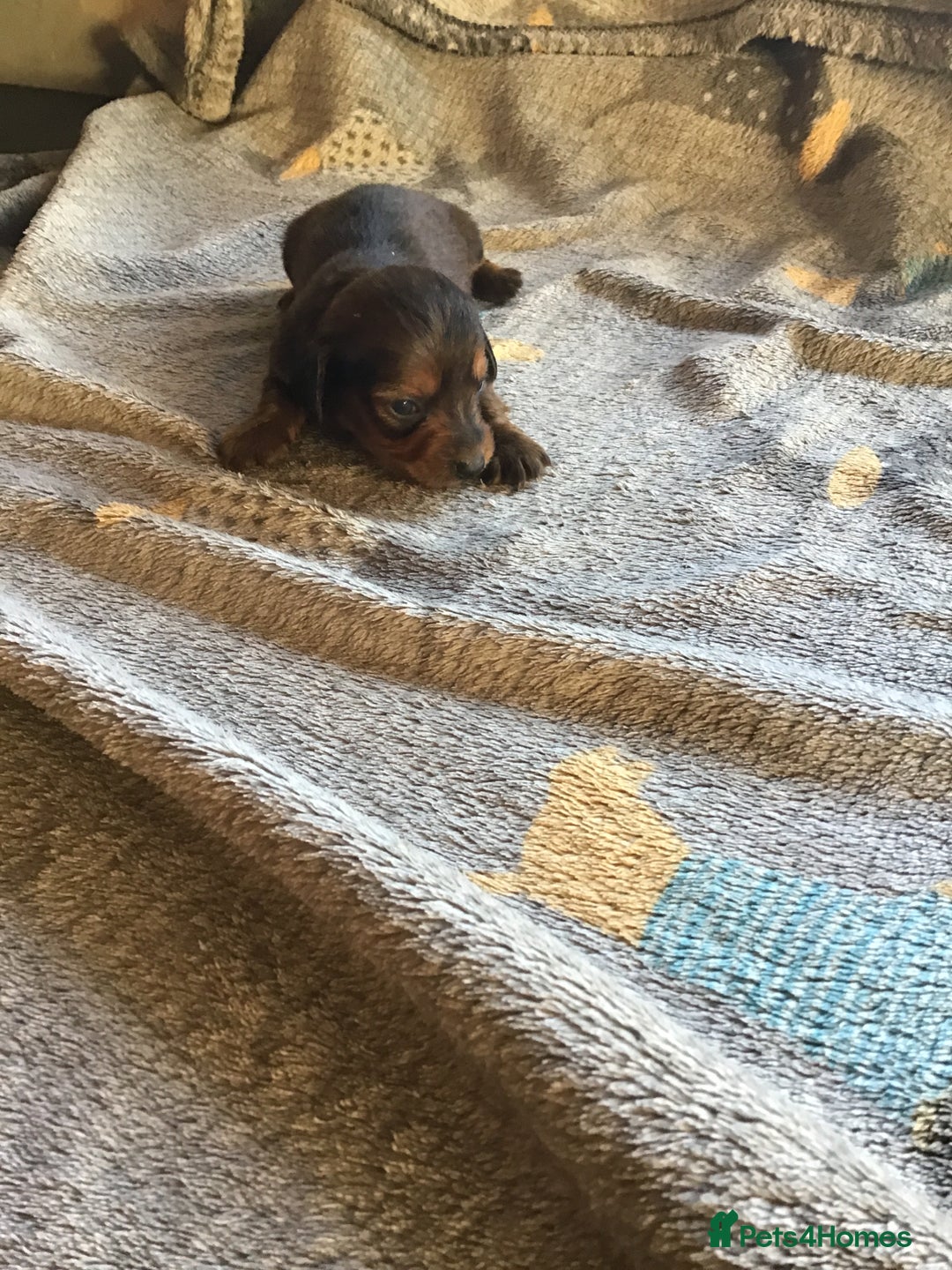 Miniature Dachshund dogs for sale: Long hair mini dachshund  - Advert 6