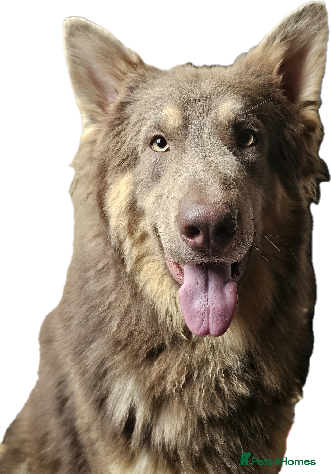 German Shepherd dogs for stud: KC health tested Isabella for stud  in Bedford - Advert 5