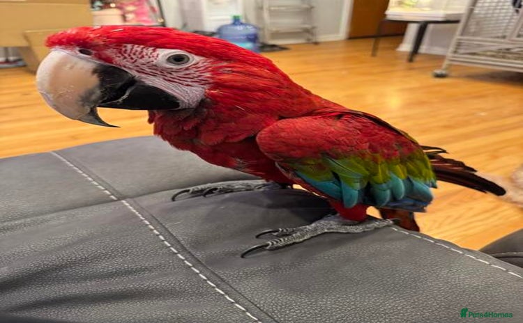 Macaws birds - Advert 2