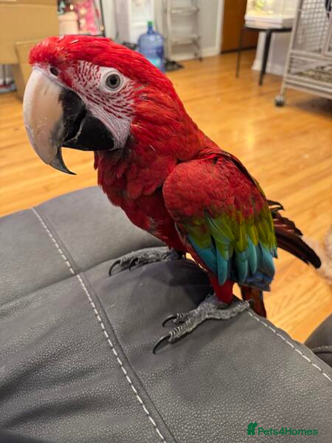 Macaws birds for sale: Green Wing Macaw - Image 1