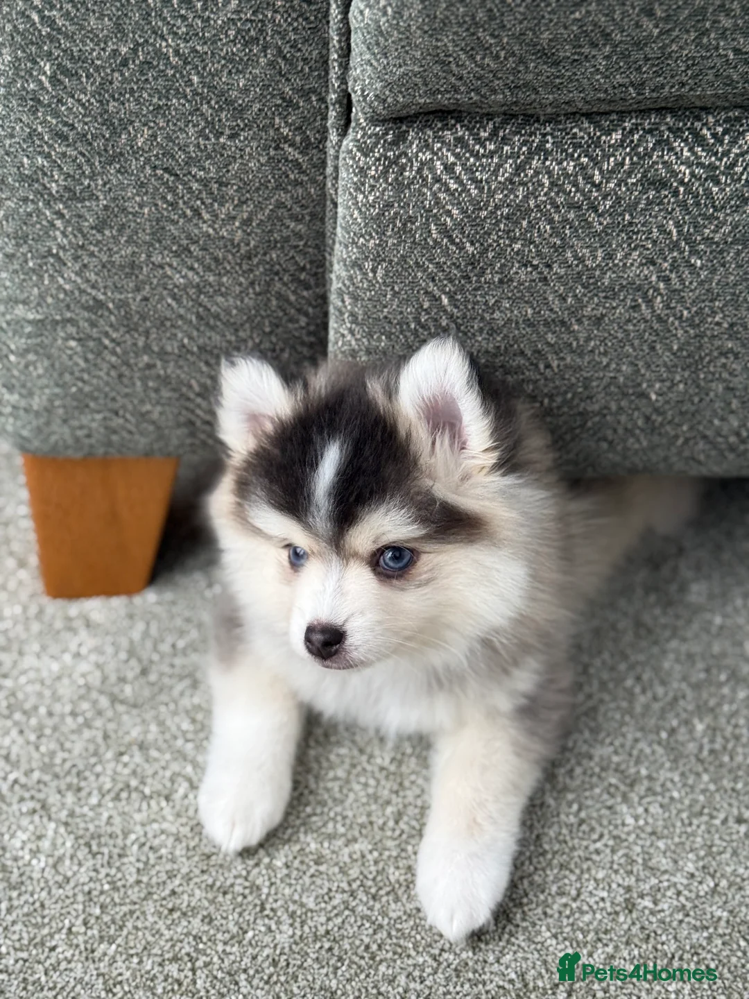 Pomsky dogs for sale: F3 Pomsky Puppies - ready now :)  - Advert 11