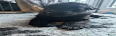 German Shepherd 1