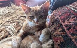 Mixed Breed cats for sale: Two beautiful ginger boys - Image 9