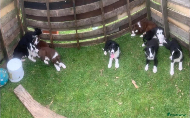 Border Collie dogs - Advert 1