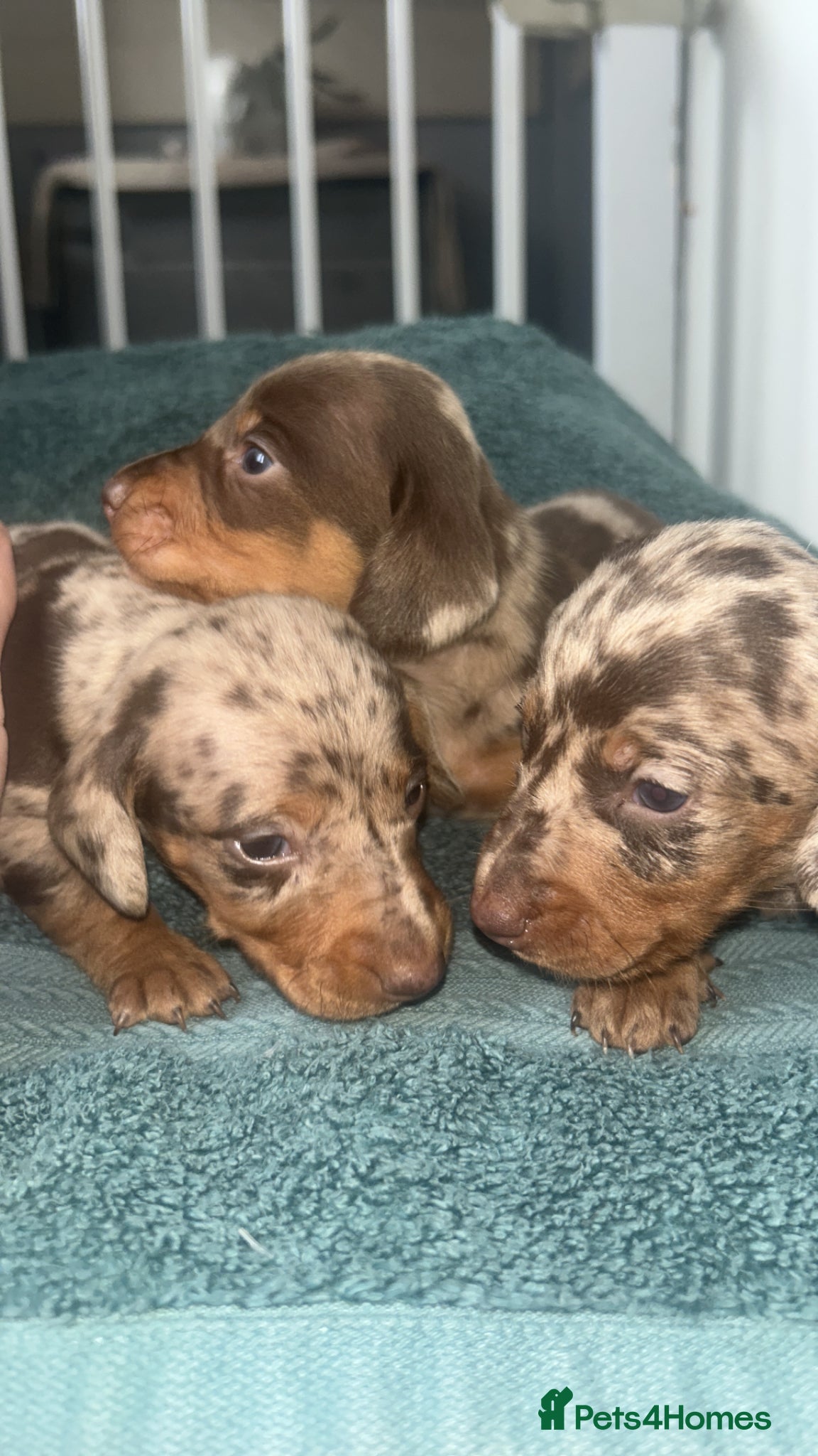 Dachshund dogs Miniature dapple dachshund  - Advert 19