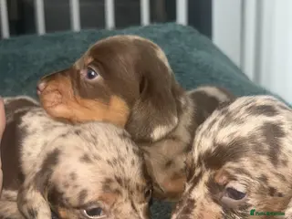 Dachshund dogs Miniature dapple dachshund - Advert 19