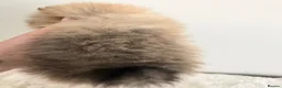 Pomeranian dogs for sale: Rare MINI TOY POMERANIAN puppies for sale! in London - Advert 10