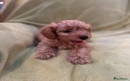 Yorkiepoo dogs for sale: Yorkiepoo pups - Image 9