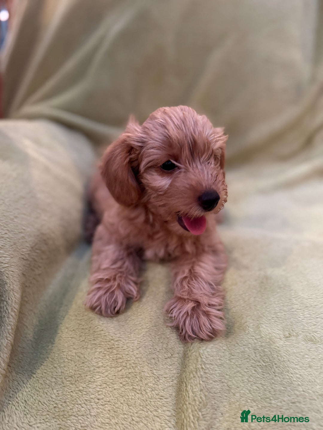 Yorkiepoo dogs for sale: Yorkiepoo pups - Image 9
