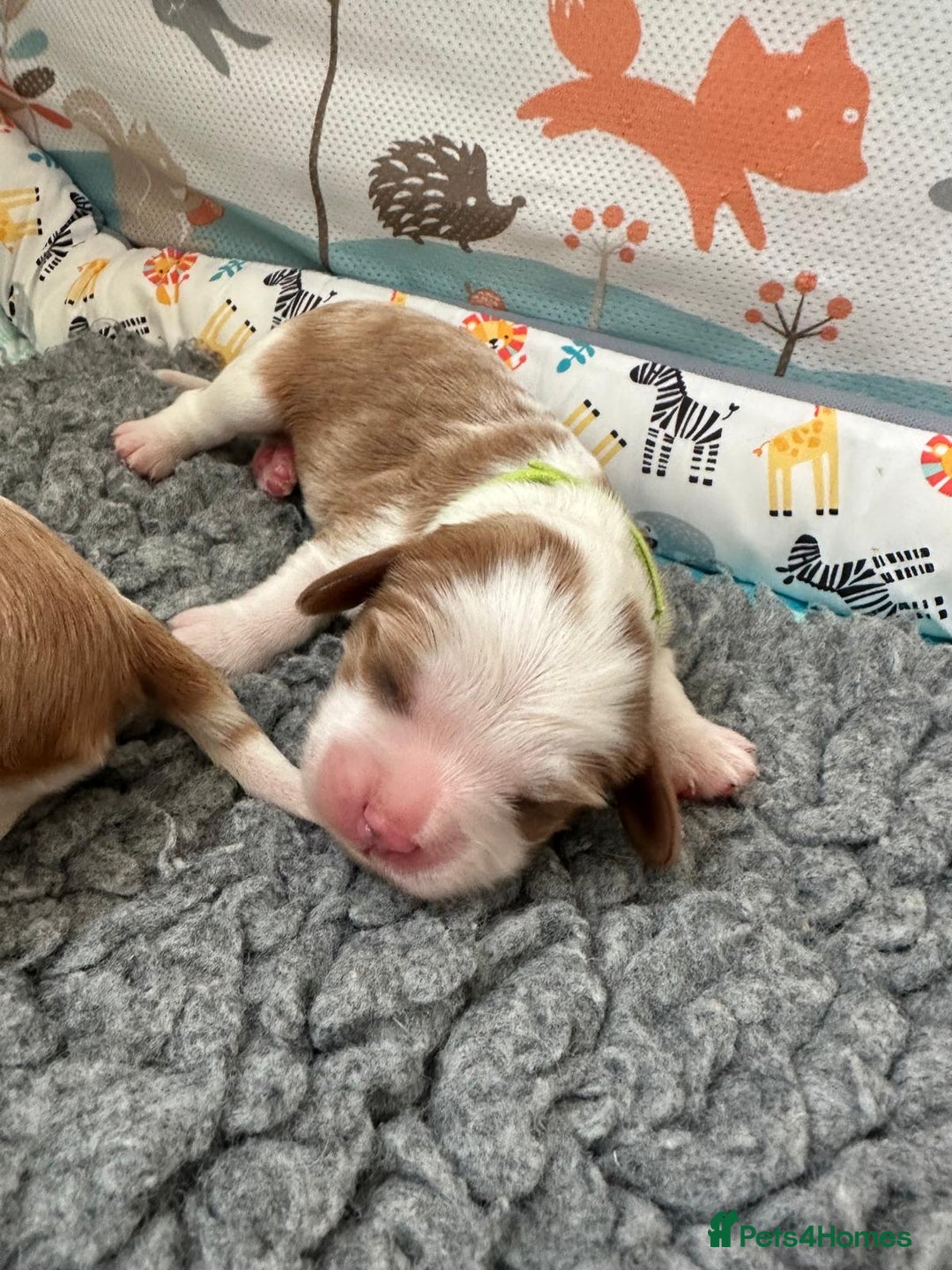 Cavalier King Charles Spaniel dogs for sale: Fully Health Tested Male CKCS Puppies - Image 9