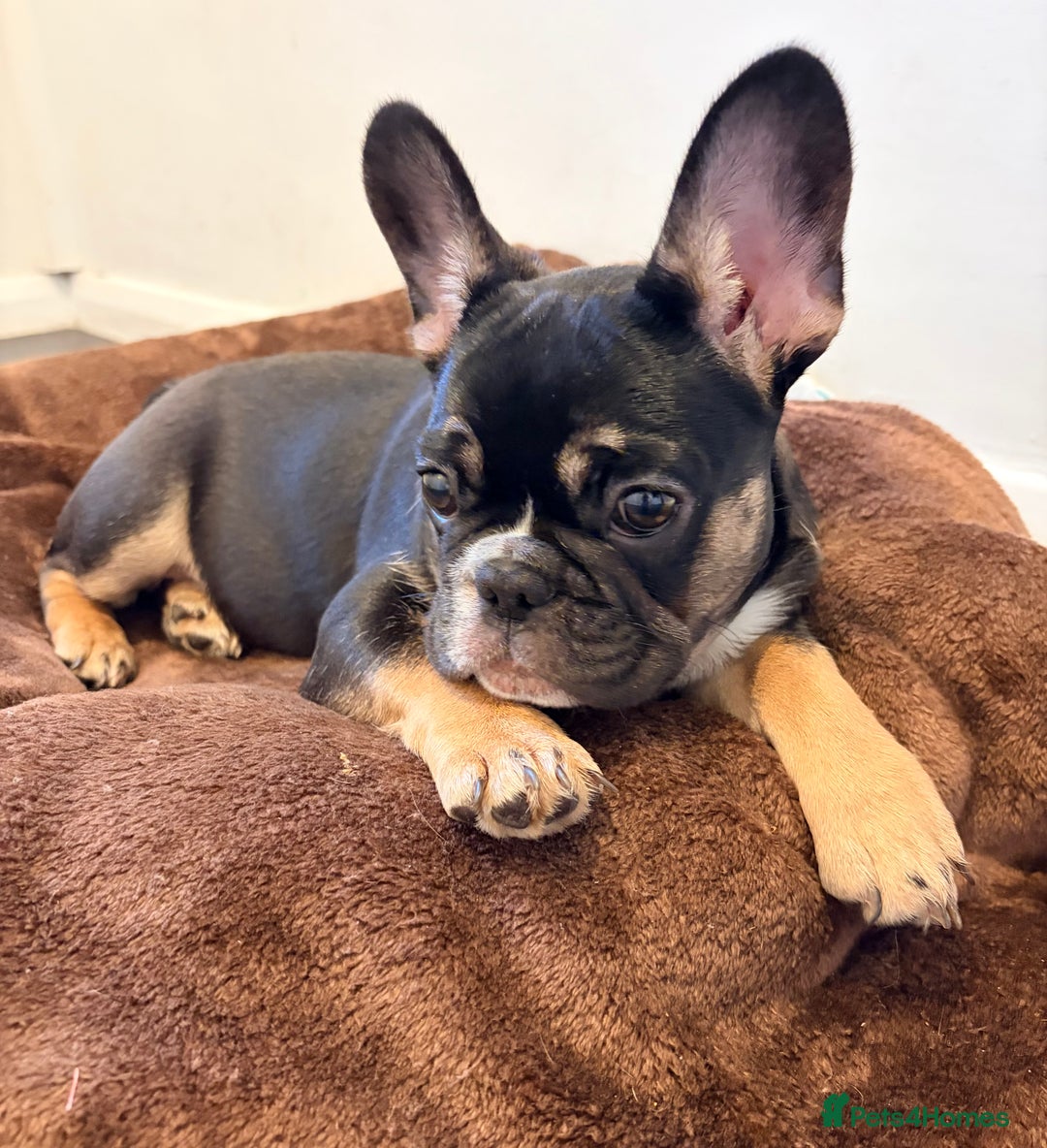 French Bulldog dogs for sale: French Bulldog KC Registered - 💕Female💕 - Advert 5