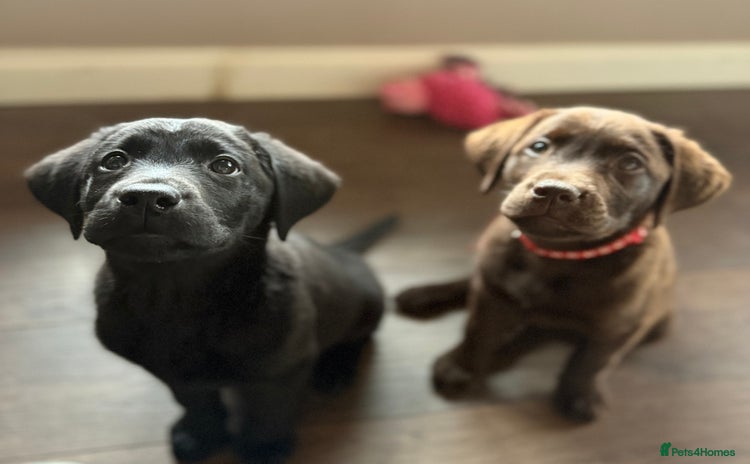 Labrador Retriever dogs - Advert 8