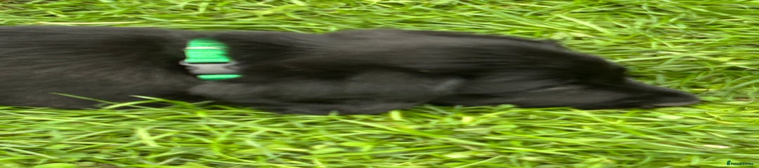 Green collar Gertie