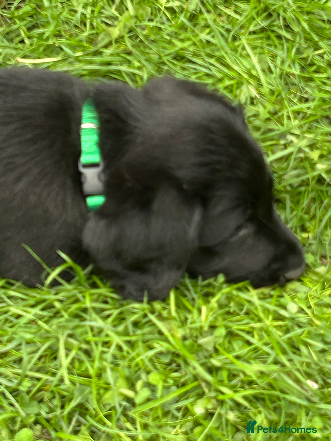 Labradoodle dogs for sale: Ready to go! Fantastic F1 Labradoodles (black) - Image 32