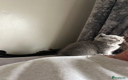 British Shorthair cats for sale: READY COLLECTION THIS WEEKEND! Bsh babies  - Image 20