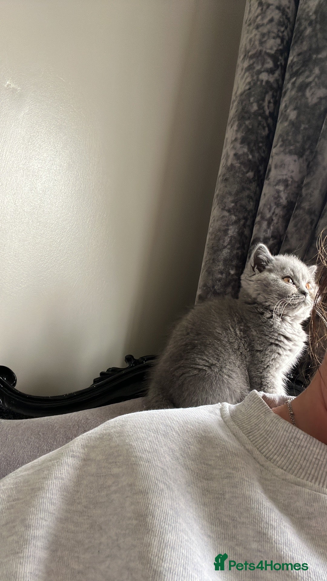 British Shorthair cats for sale: READY COLLECTION THIS WEEKEND! Bsh babies  - Image 20