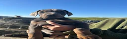 Dobermann dogs for stud: Proven Stud Service Available – Rocco - Advert 9
