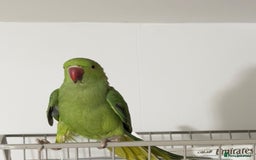 Parrots birds for sale: Selling beautiful Indian ring neck parrots. - Image 2