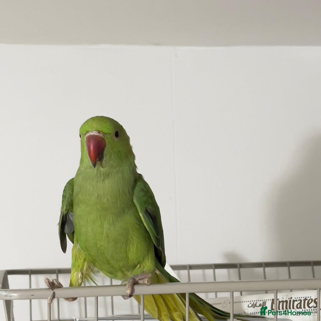 Parrots birds for sale: Selling beautiful Indian ring neck parrots. - Image 2