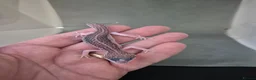 Leopard Gecko reptiles for sale: Baby leooard geckos for sale  - Advert 5