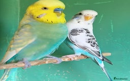 Budgerigars birds for sale: NEW HOME NEEDED  - Image 2