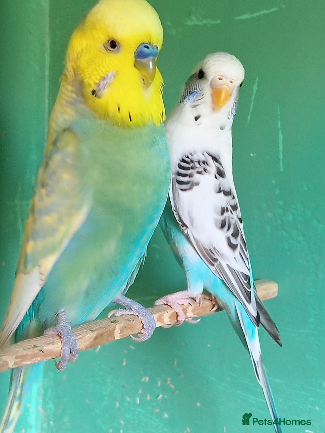 Budgerigars birds for sale: NEW HOME NEEDED  - Image 2