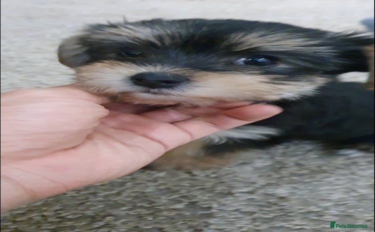 Yochon dogs - Advert 8