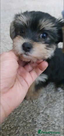 Yochon dogs - Advert 8