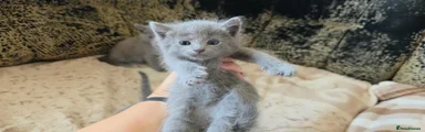 Russian Blue 4