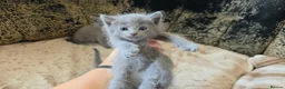 Russian Blue cats for sale: TICA full pedigree RUSSIAN BLUE kittens  - Advert 10