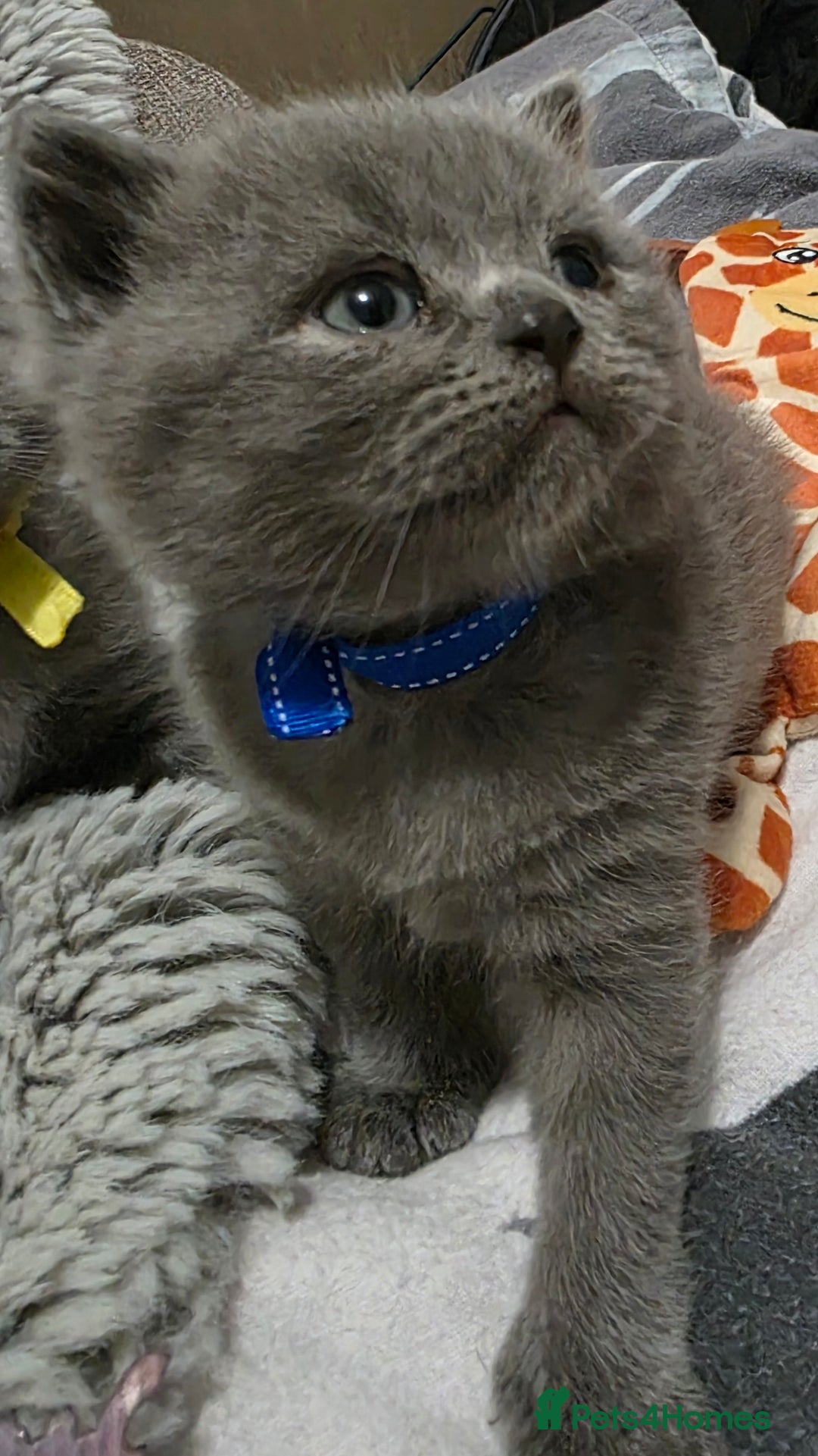 British Shorthair cats for sale: Beautiful BSH Kittens  - Advert 1