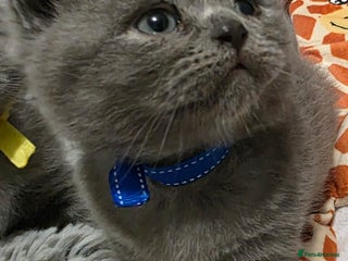 British Shorthair cats Beautiful BSH Kittens - Advert 5