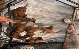 Boxer dogs for sale: Boxer puppies - Image 1