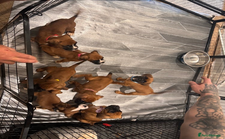 Boxer dogs - Advert 3