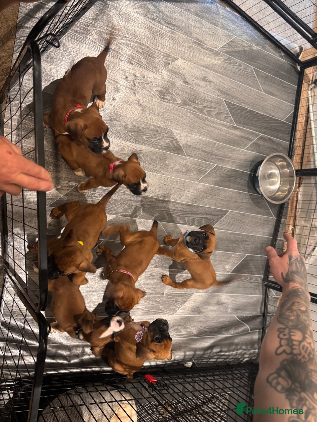 Boxer dogs for sale: Boxer puppies - Image 1
