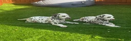 Dalmatian dogs for sale: JUST 3 BOYS LEFT READY THIS WEEK  - Advert 9