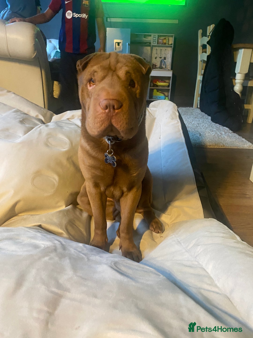 Shar Pei dogs for sale: KC registered beautiful and loyal Shar Pei - Image 3