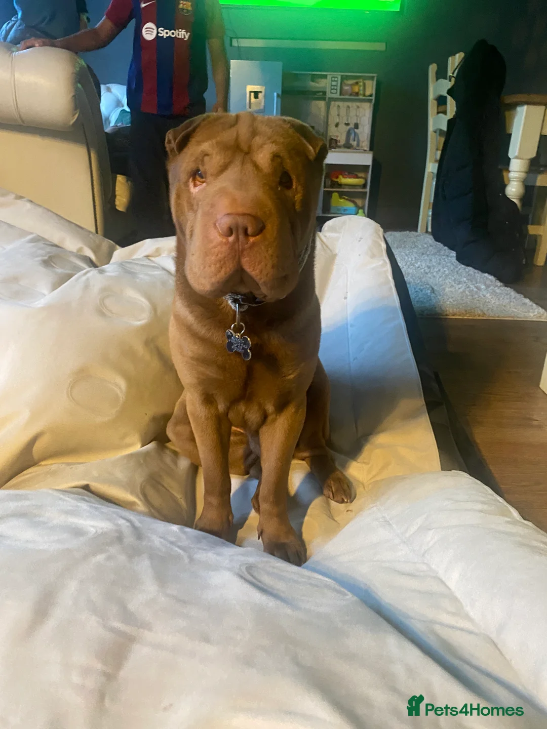 Shar Pei dogs for sale: KC registered beautiful and loyal Shar Pei - Advert 1