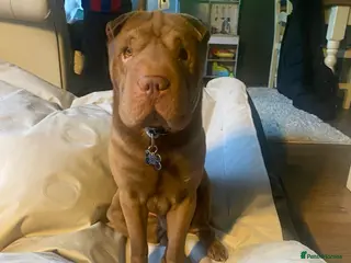 Shar Pei dogs KC registered beautiful and loyal Shar Pei - Advert 8