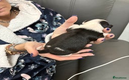 Mixed Breed dogs for sale: jackhuahua Pups - Image 16